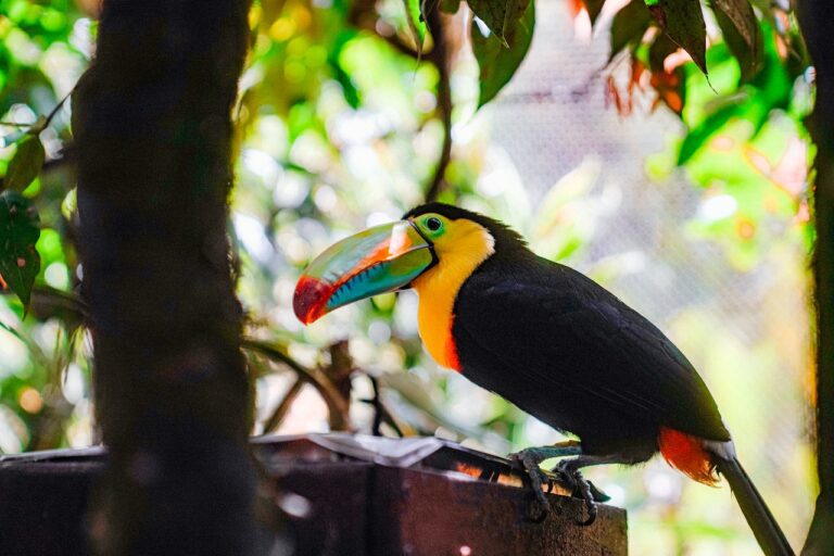 Photo of a toucan in Costa Rica
